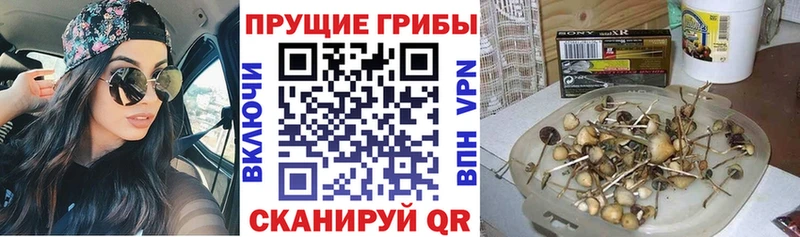 Галлюциногенные грибы Psilocybine cubensis Купить где Нерюнгри